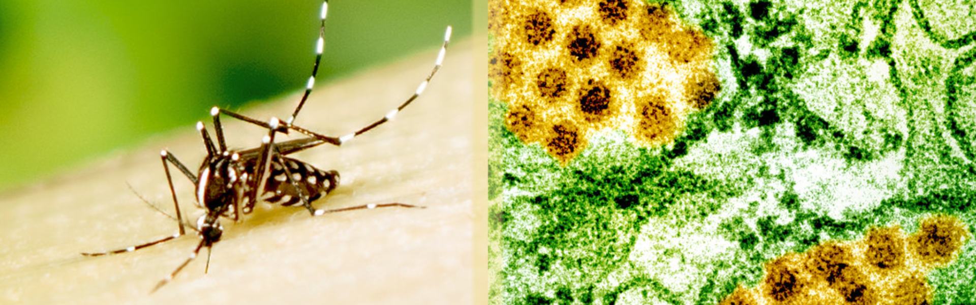 Dengue NS-1 Antigen Test: The Imperfect Life Saver