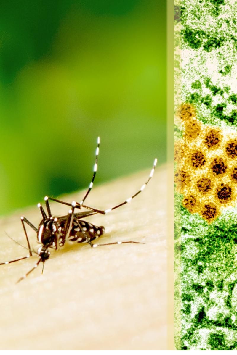 Dengue NS-1 Antigen Test: The Imperfect Life Saver